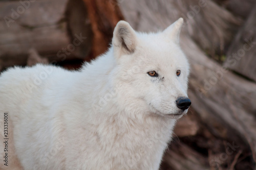 White alaskan tundra wolf close up. Canis lupus arctos. Polar wolf or white wolf.