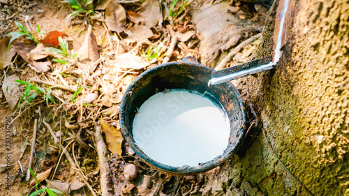 Fresh rubber from the tree in the rubber plantation. Raw materials for the rubber industry in Thailand, Collecting of natural rubber.