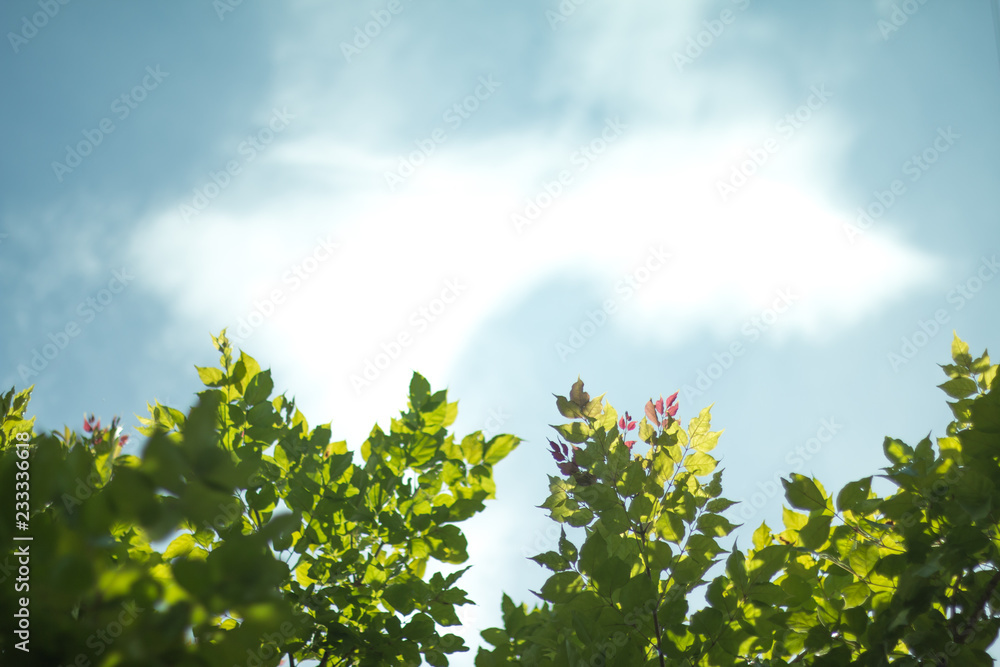 Fototapeta premium Green tropical leaves on blue sky background