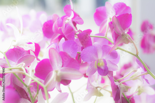 Close-up orchid flower