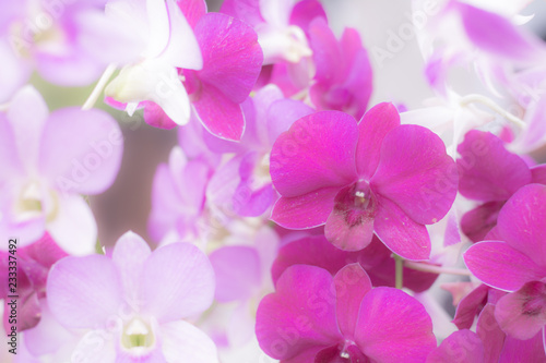Nature Flower