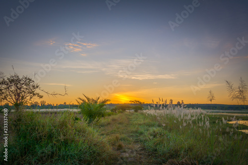 sunset in the field