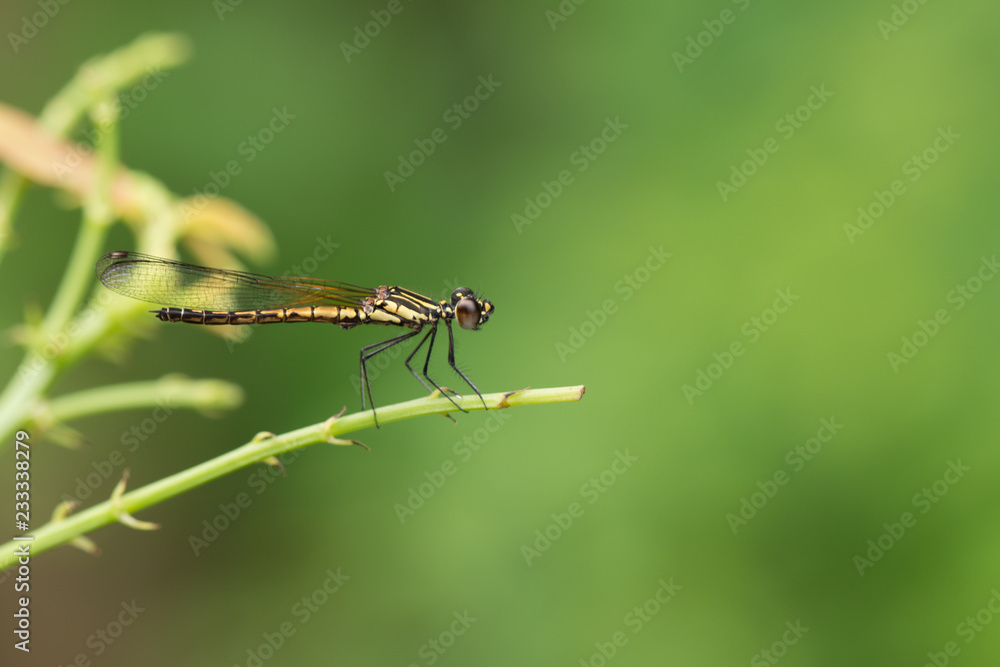 Close up of small beautiful dragonfly, They are the best mosquito killer in nature Close up of small beautiful dragonfly, They are the best mosquito killer in nature
