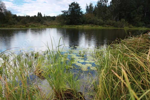 Leaves of lilies on the water. Photo swamp. Russia. Yellow lilies on the water.
