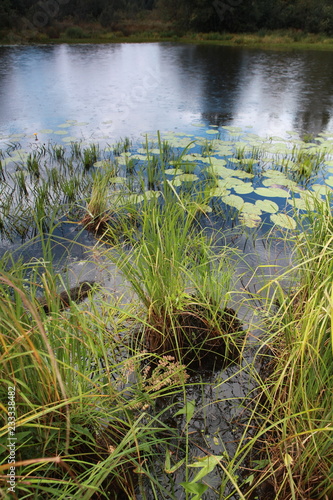 Leaves of lilies on the water. Photo swamp. Russia. Yellow lilies on the water.