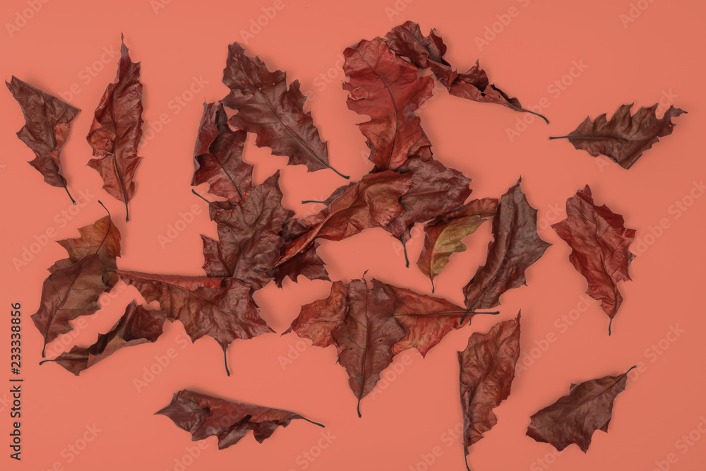 Φωτογραφία getrocknete Schöne Ahorn Herbst Blätter für Homepage Banner Produkt Präsentation