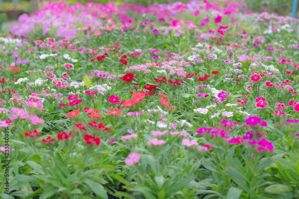 Fototapeta premium Beautiful flower in the garden
