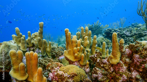 Seascape of coral reef in Caribbean Sea around Curacao at dive site Smokey's with pillar coral and sponge