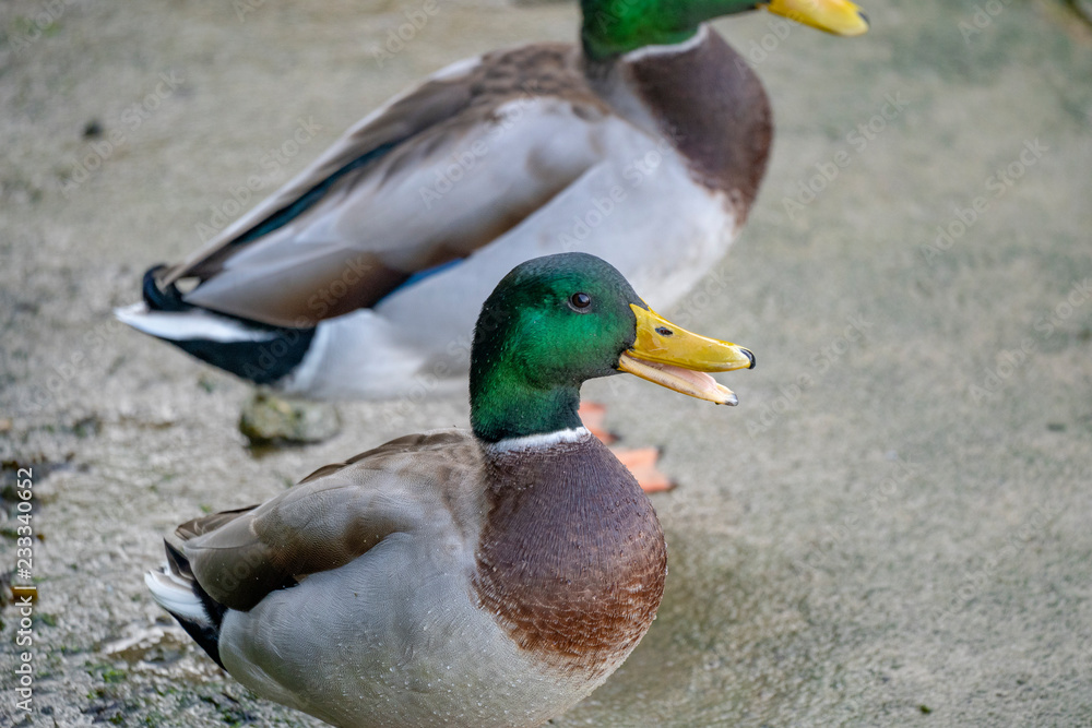 canard canard