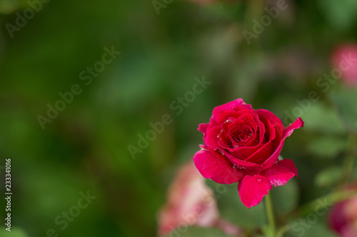 Red roses on branch