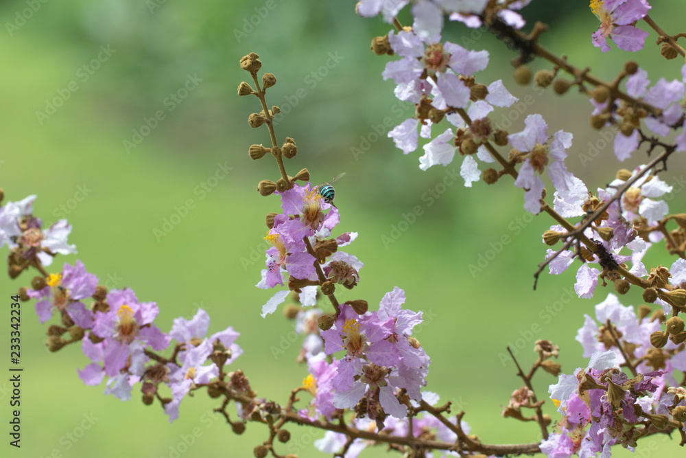 Lagerstreomia floribunda Jack flower on green natural background