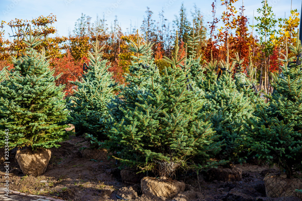 sale of trees in the garden center sale of trees in the garden center