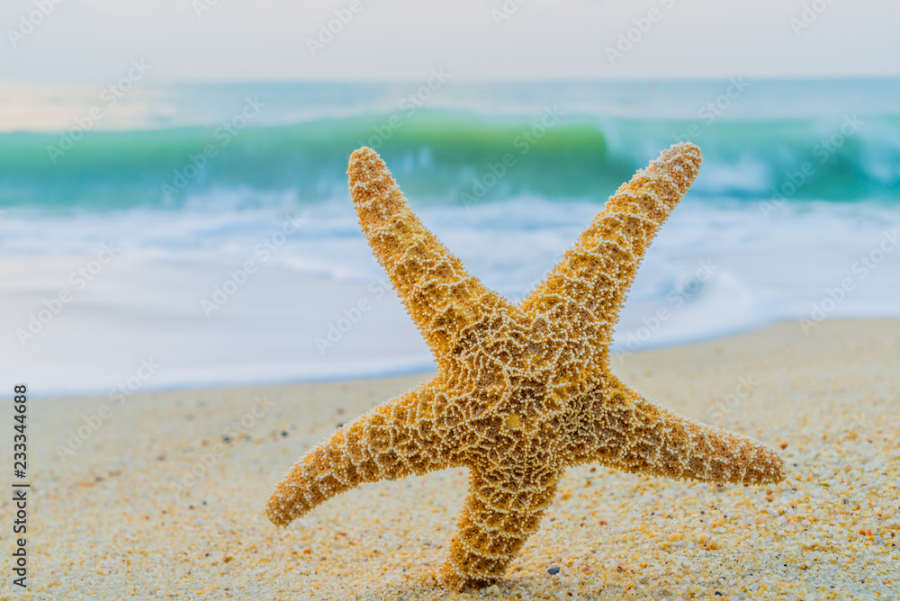 A starfish besides sea shore on a beach with white sand A starfish besides sea shore on a beach with white sand