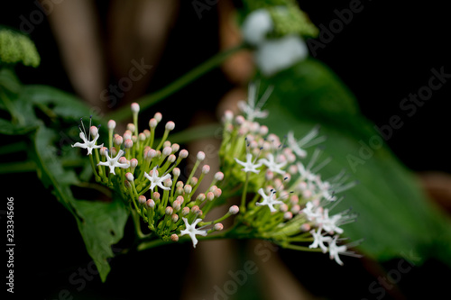 White flowers on plant