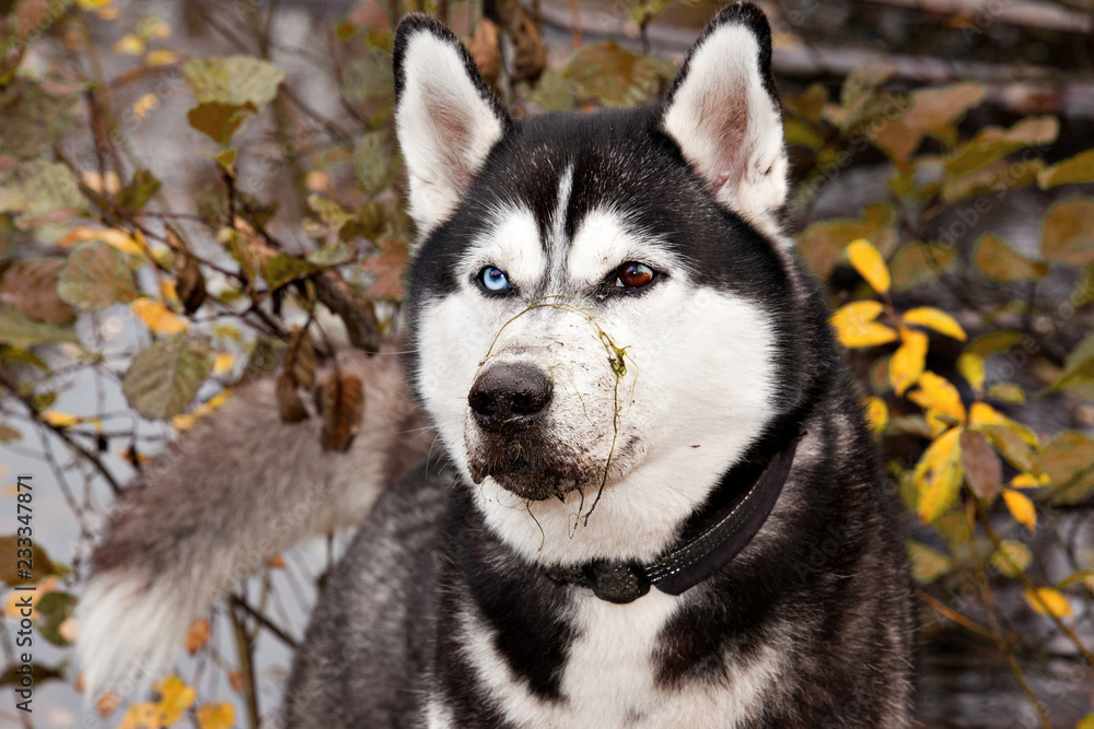 Dog breed Siberian Husky with algae on the nose in the autumn forest Dog breed Siberian Husky with algae on the nose in the autumn forest