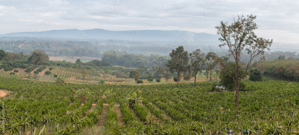 Landscape of Dragon fruit  plant in farm