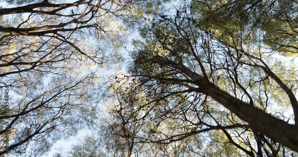 Walking in the woods looking up side to the tree canopy. Native vegetation images. Mendoza, Argentina Walking in the woods looking up side to the tree canopy. Native vegetation images. Mendoza, Argentina