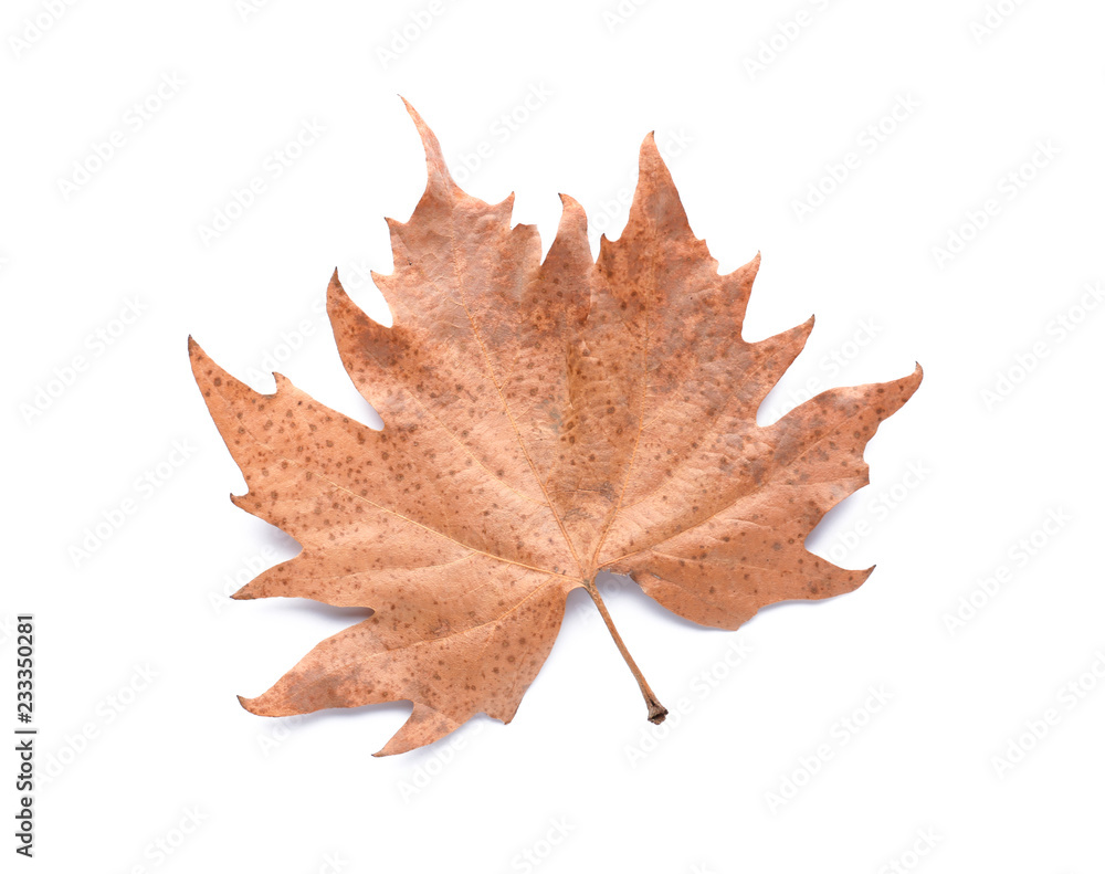 Fototapeta premium Color autumn leaf on white background