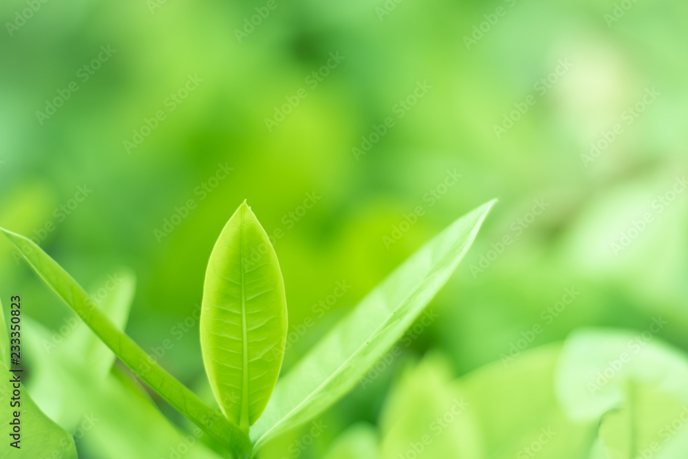 Nature green tree in garden, Eco and saving background concept. Nature green tree in garden, Eco and saving background concept.