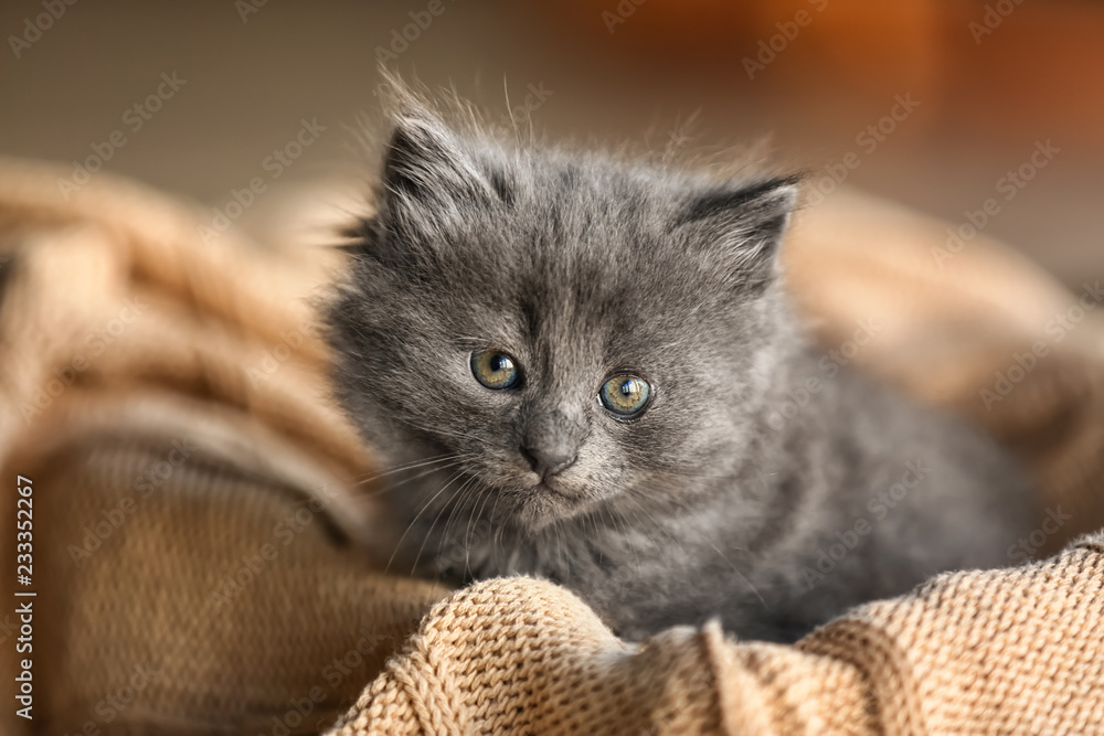 Cute little kitten on warm plaid - obrazy, fototapety, plakaty 