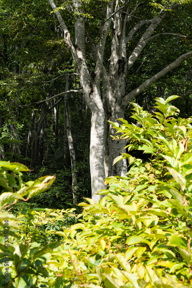 Fototapeta premium 茶屋池周辺のブナ林