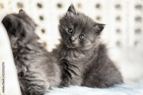Adorable fluffy gray kitten...