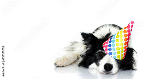 Fototapeta Naklejka Na Ścianę i Meble -  CUTE BORDER COLLIE DOG CELEBRATING A BIRTHDAY OR NEW YEAR PARTY WITH A MULTI COLORED POLKA DOT HAT. LYING DOWN WITH A LOVELY EXPRESSION. ISOLATED STUDIO SHOT AGAINST WHITE BACKGROUND.