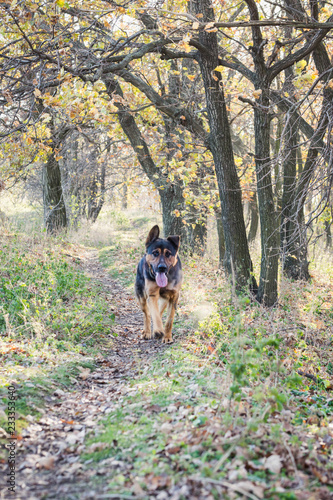 German shepherd walking in the autumn forest
