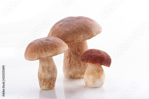 Group of boletus mushrooms, Porcini Mushroom. Studio shoot.