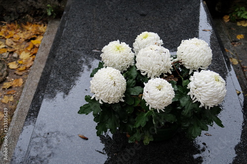 Vászonkép Pots de chrysanthèmes blancs sur une tombe en pierre noire mouillée par la pluie
