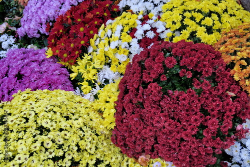 Chrysanthèmes colorés