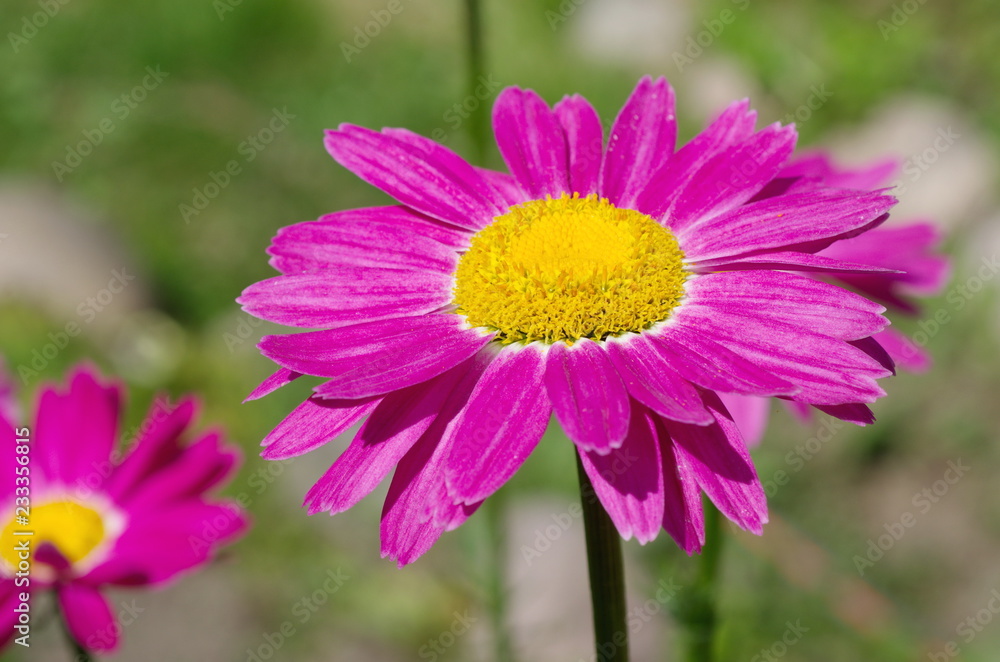 The pink pyrethrum, or Persian Daisy (lat. Pyrethrum roseum) close-up The pink pyrethrum, or Persian Daisy (lat. Pyrethrum roseum) close-up