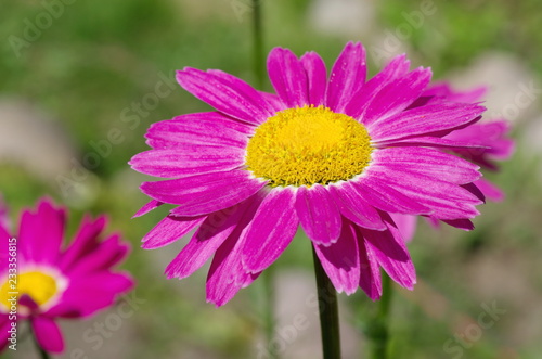 The pink pyrethrum  or Persian Daisy  lat. Pyrethrum roseum  close-up