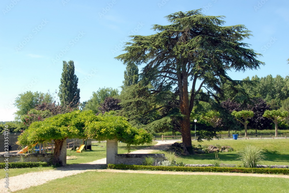 Ville de Noyers-sur-Cher, glycine à l'entrée du parc municipal, département Loir-et-Cher, France