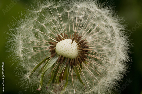 dandelion seeds with gentle umbrellas