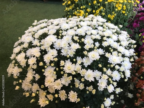 Tablou pe pânză chrysathème blanc fleuri