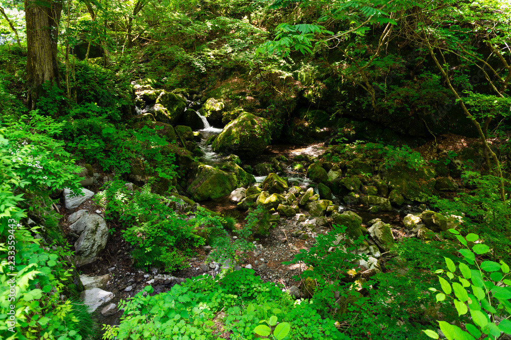 Fototapeta premium 自然 川 山