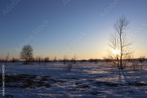 Tree among snow