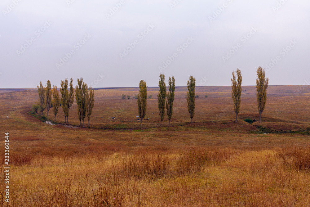 Tall and thin Poplar trees turning to Autumn golden yellow color, Romania country