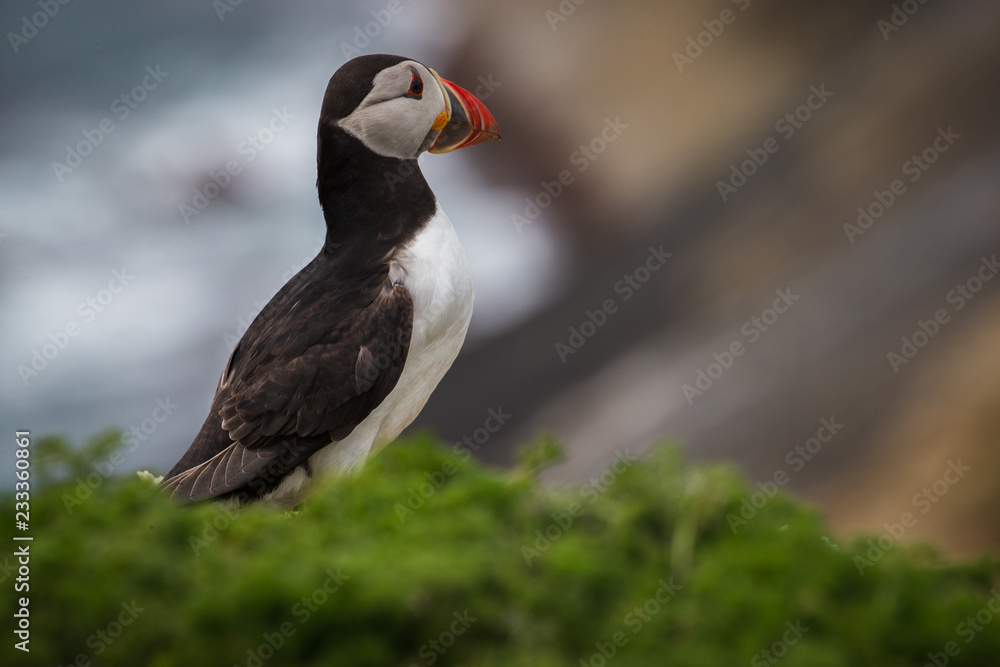 Obraz premium Puffin On The Ground