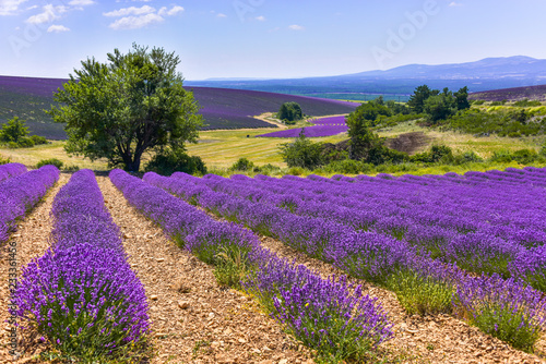 lavender field with landcape and tree, Ferrassières, Provence, France