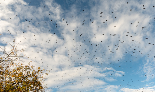 Vol de corbeaux dans le ciel d automne