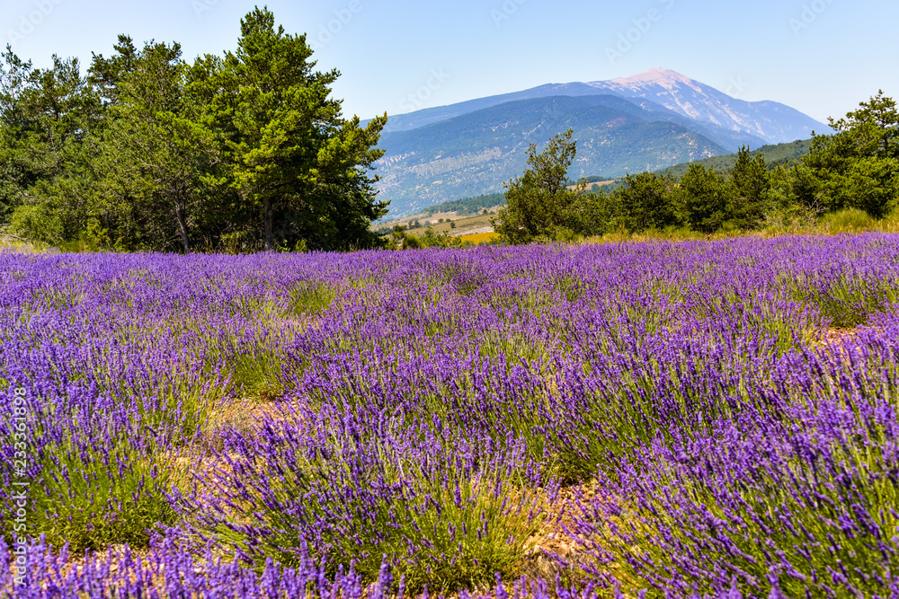 Fototapeta premium góra Mont Ventoux z lawendowym polem na pierwszym planie, wieś Ferrassières, Prowansja, Francja