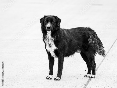 Black Stray Dog Standing © wichatsurin