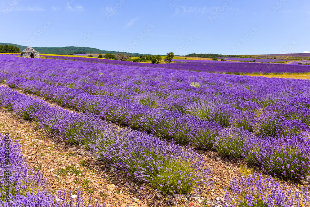 Fototapeta premium blooming lavender fields of the Provence, France, Bories stone cottages of village Ferrassières