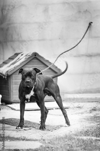 Pitbull nero legato vicino alla sua cuccia