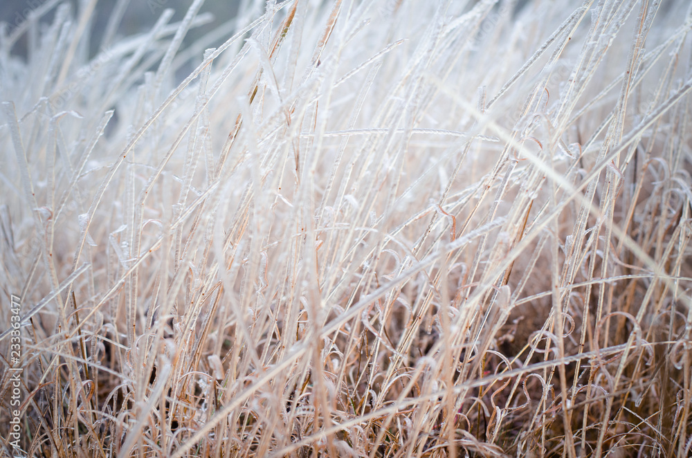 Icy brown grass for pattern or background Icy brown grass for pattern or background