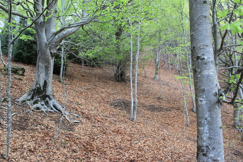 ojas caidas bosque photo