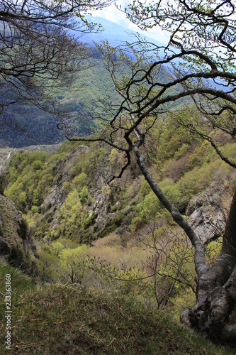 ramas del bosque