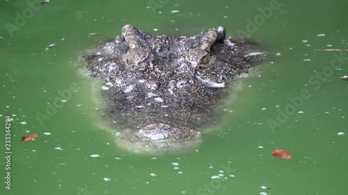 crocodile